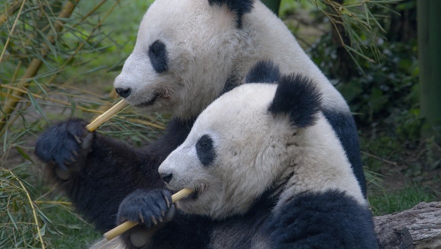 découvrez l'univers fascinant des jumeaux pandas et leur relation avec les différentes personnalités mbti. analysez comment ces adorables créatures aux caractéristiques uniques reflètent des traits de personnalité variés, tout en explorant les liens entre la nature et la psychologie humaine.