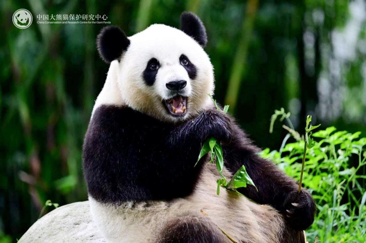 scopri l'universo affascinante dei gemelli panda ed esplora come le loro personalità uniche possano essere analizzate attraverso il prisma del modello mbti. immergiti in un'esplorazione inedita che unisce natura e psicologia.