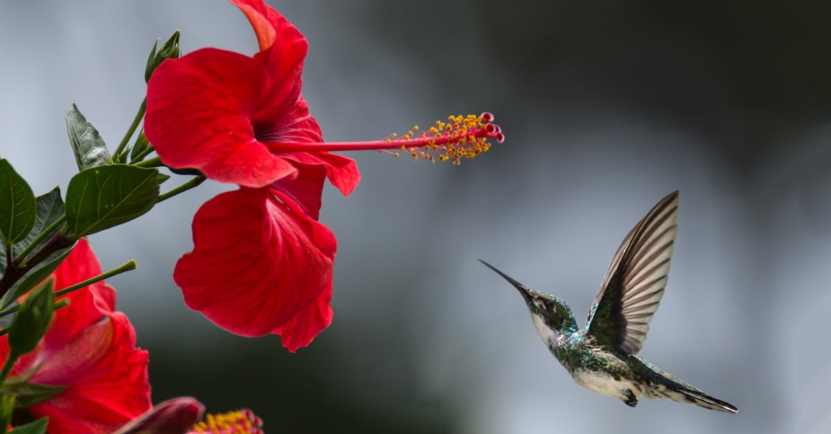 découvrez l'incroyable beauté de la nature : explorez des paysages époustouflants, la faune et la flore diversifiées, et apprenez à préserver notre environnement précieux pour les générations futures.